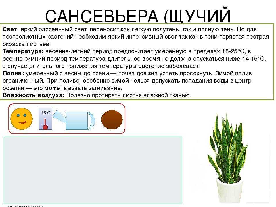 Сансевиерия ("тещин язык", "щучий хвост"): как цветет, особенности ухода, приметы