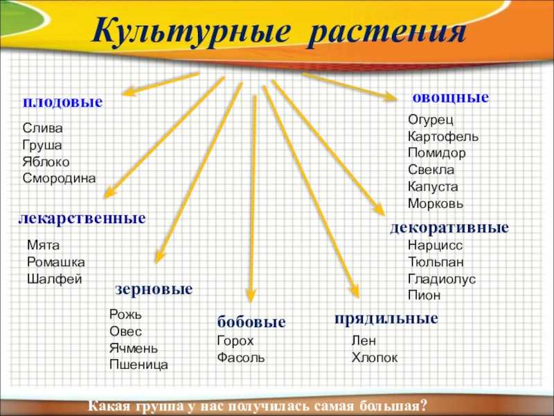 Семейства растений - классы и виды с названиями, типы и характерные признаки