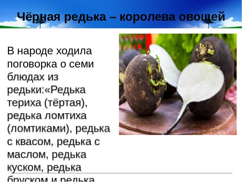 Что лечит сок черной редьки?