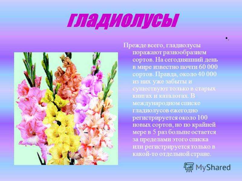 Болезни и вредители гладиолусов. уход. меры борьбы. фото — ботаничка