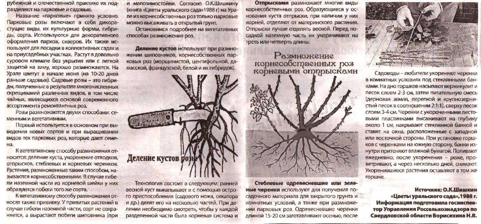 Как вырастить герань в домашних условиях, если за красивым цветком вести правильный уход, какие секреты нужно знать, можно ли держать на улице в открытом грунте? selo.guru — интернет портал о сельском хозяйстве