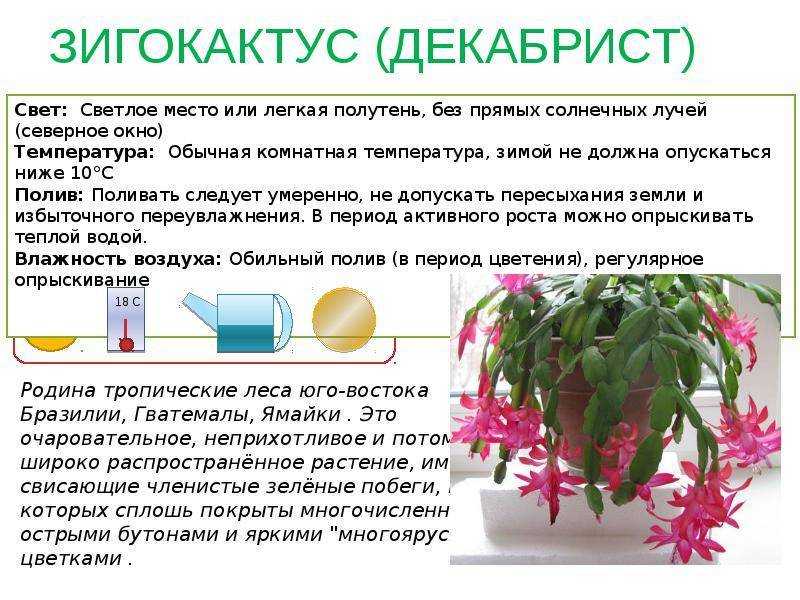 Кактус хатиора: особенности выращивания «танцующих костей»