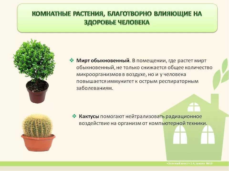 Комнатные растения для домашней очистки воздуха