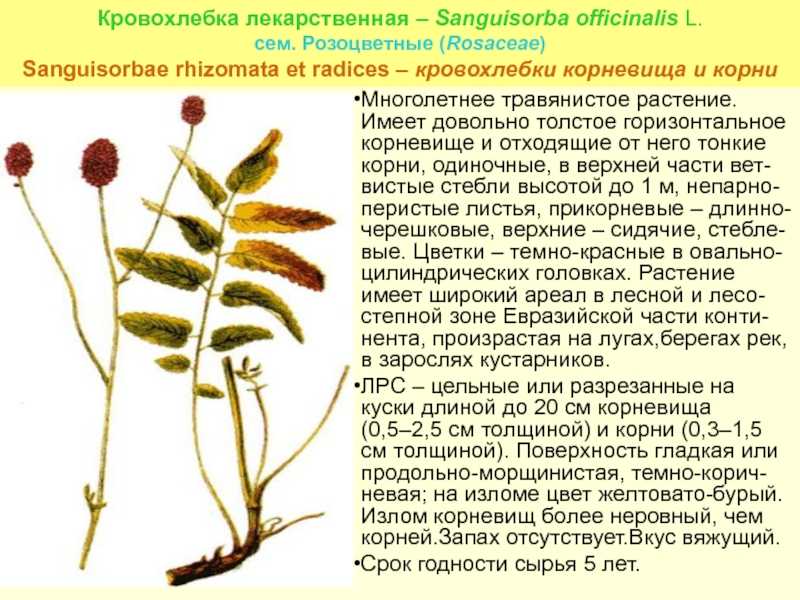 Кровохлебка в ландшафтном дизайне: фото, применение, выращивание и уход
