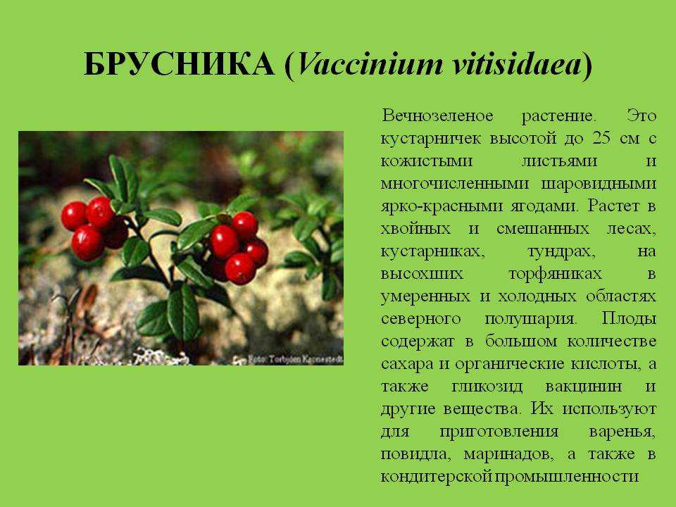 Брусника садовая: посадка и уход в открытом грунте, выращивание и размножение, сорта, фото