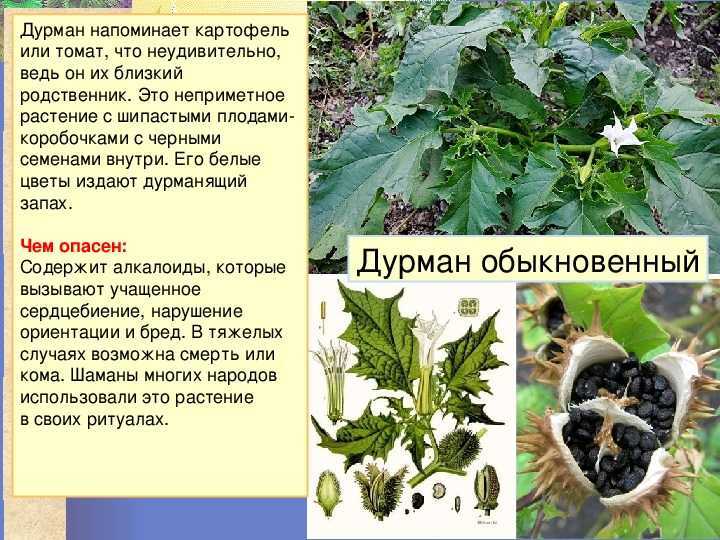 Дурман: описание цветка, выращивание, уход, размножение
