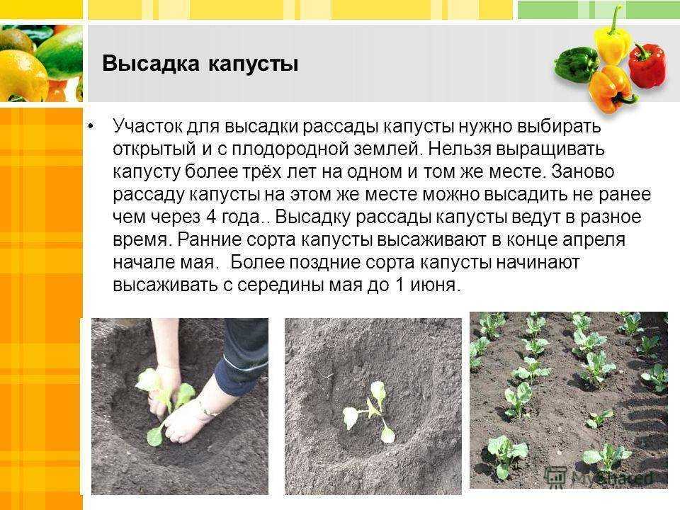Сбор урожая и хранение капусты кольраби