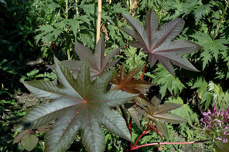 Клещевина обыкновенная Ricinus communis является лечебным многолетним растением садовым и масличным, имеет отношение к семейству молочайные, причем относится к монотипному роду