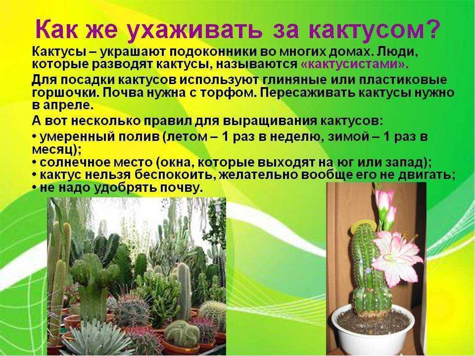 Хатиора: уход за комнатным цветком в домашних условиях, размножение, приметы, связанные с растением, фото