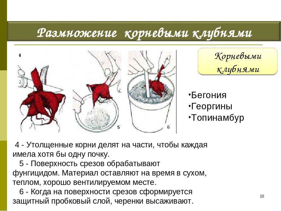 Аспарагус уход в домашних условиях, пересадка, размножение