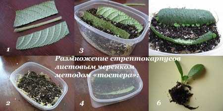 Стрептокарпус уход в домашних условиях, размножение, цветение, пересадка, обрезка, болезни, фото и видео