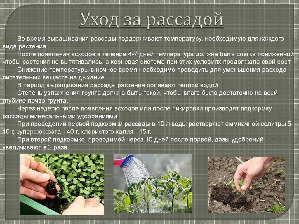 Комнатные герберы — яркий букет в горшке
