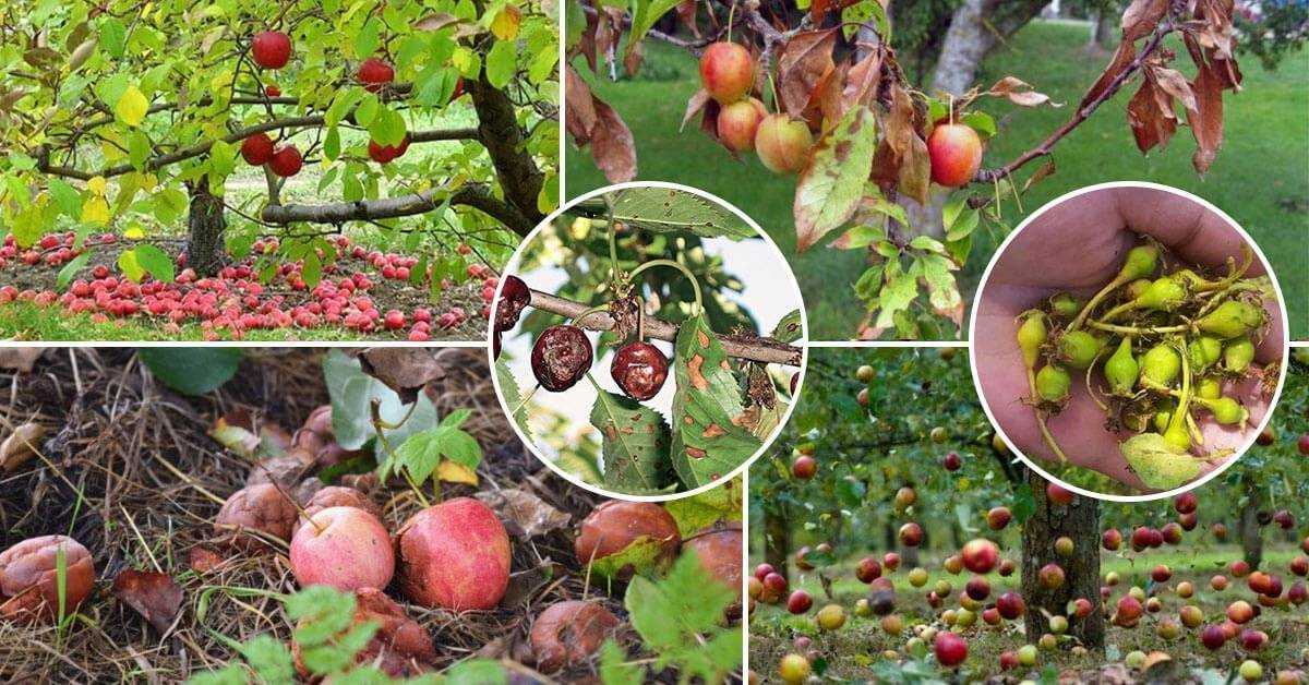 На какой год плодоносит яблоня и какие меры принять для улучшения