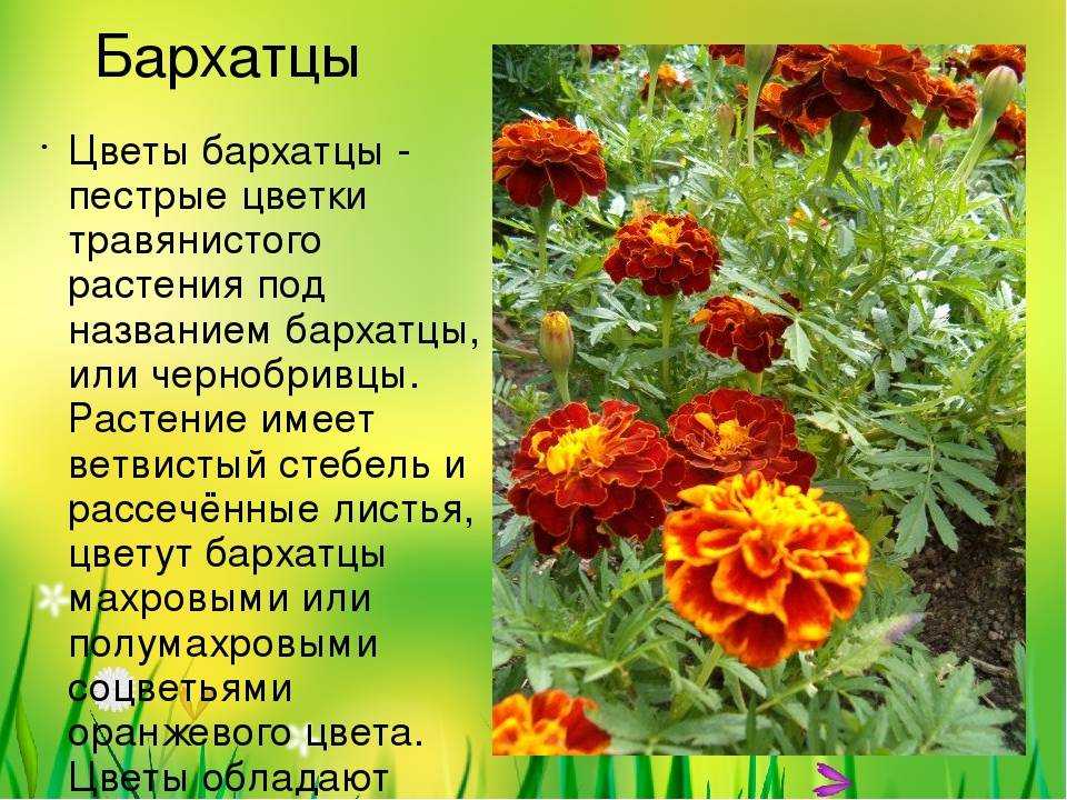Календула посадка и уход в открытом грунте: выращивание календулы из семян, сорта с фото и описанием
