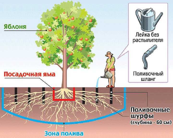 Как, когда и зачем поливают плодовые деревья в саду?