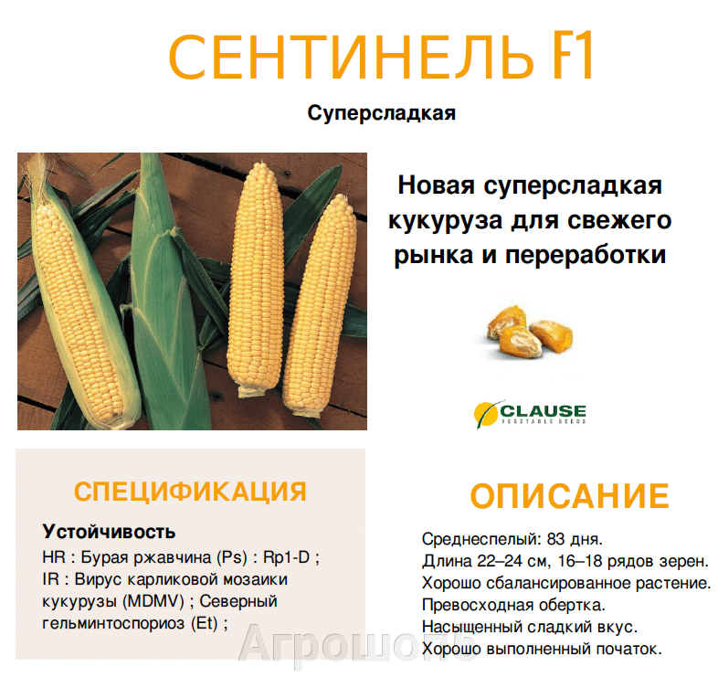 Кукуруза: выращивание из семян, посадка и уход в открытом грунте, виды и сорта, фото