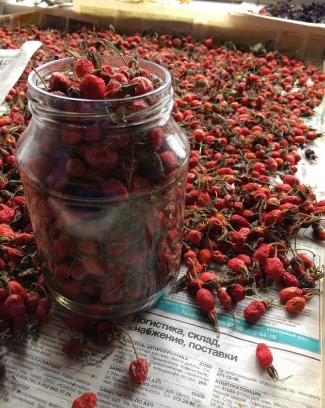 Как сушить шиповник в домашних условиях
