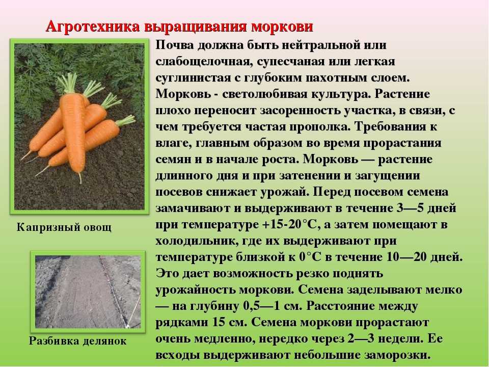Где и как сажать морковь семенами в открытый грунт? морковь: посадка и уход в открытом грунте