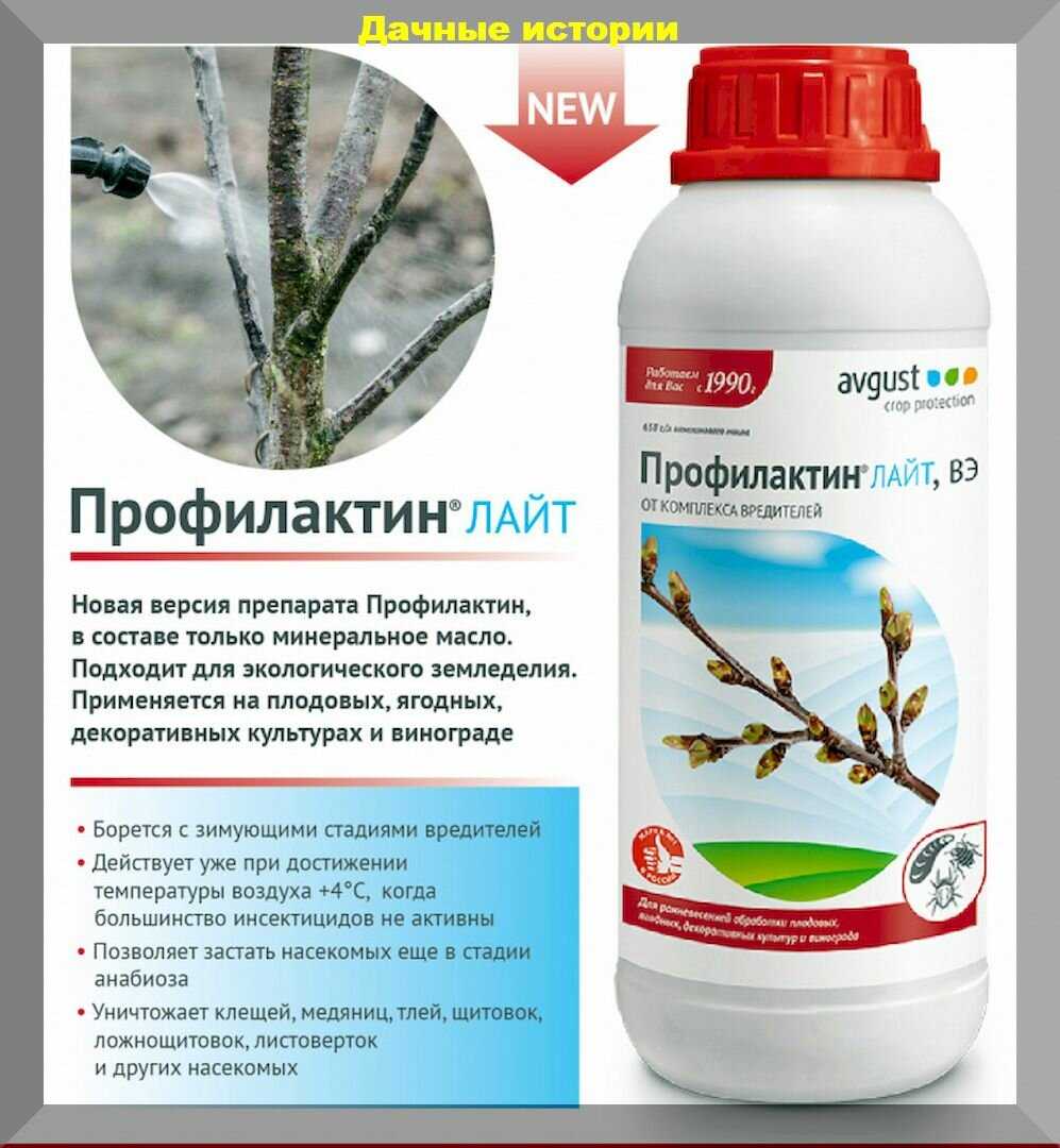Вертициллез