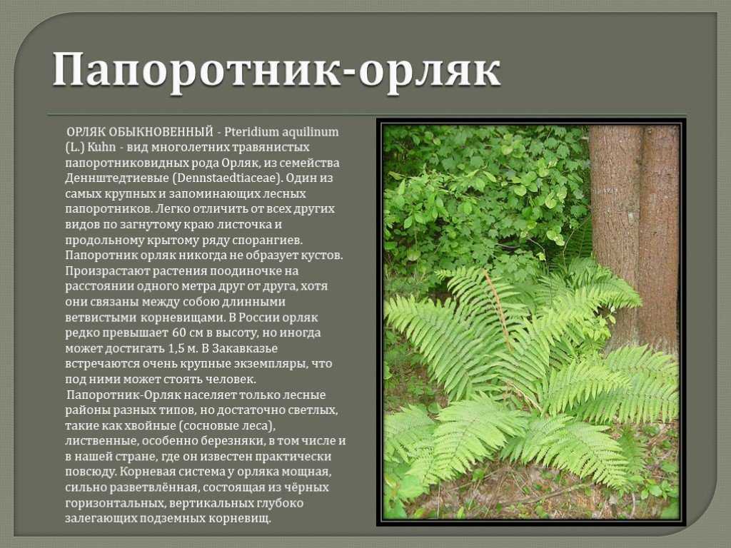 Когда собирать папоротник для еды в 2020 году и в каких регионах: дата сбора, где растет