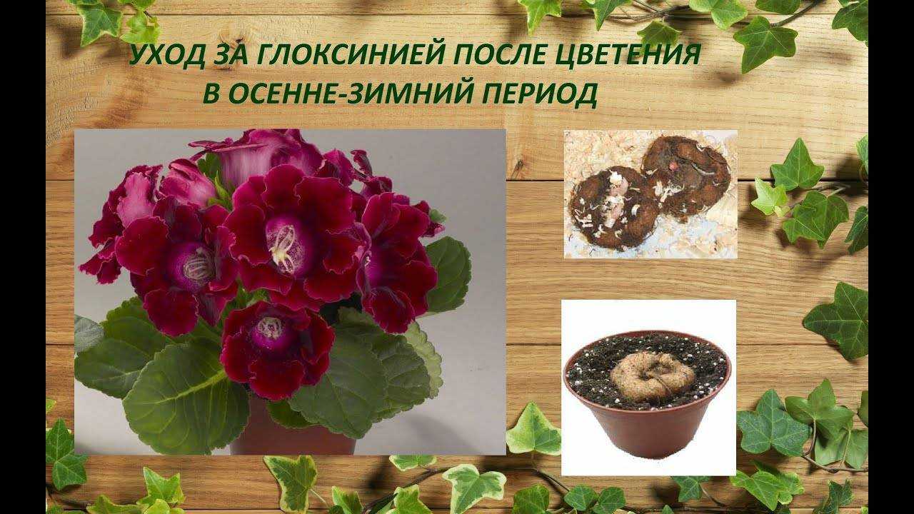 Глоксинии: сорта с названиями и фото, виды