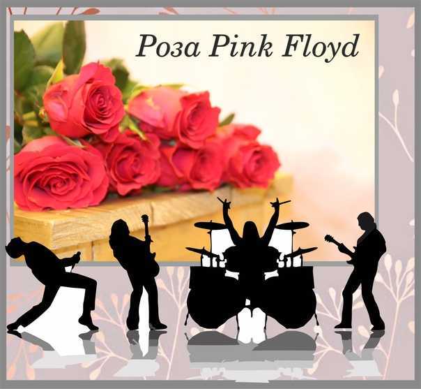 Роза пинк флойд (pink floyd): фото и описание этого сорта, а также пошаговые инструкции по выращиванию и размножениюдача эксперт