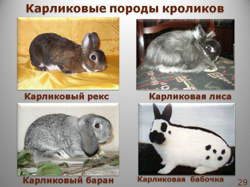 Декоративные кролики: уход и содержание в домашних условиях, породы