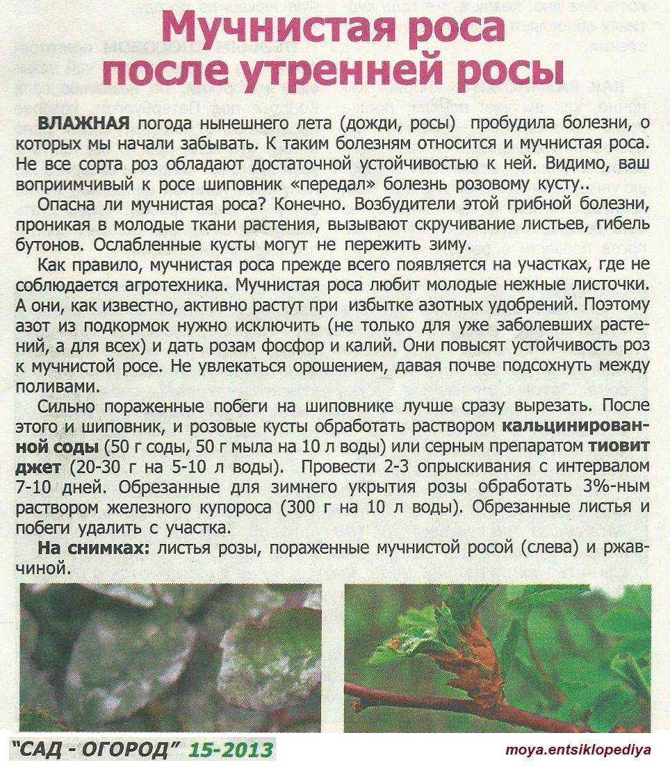 Роза мона лиза энциклопедия роз. изящная роза мона лиза — вся информация о цветке. что делать, если не цветет