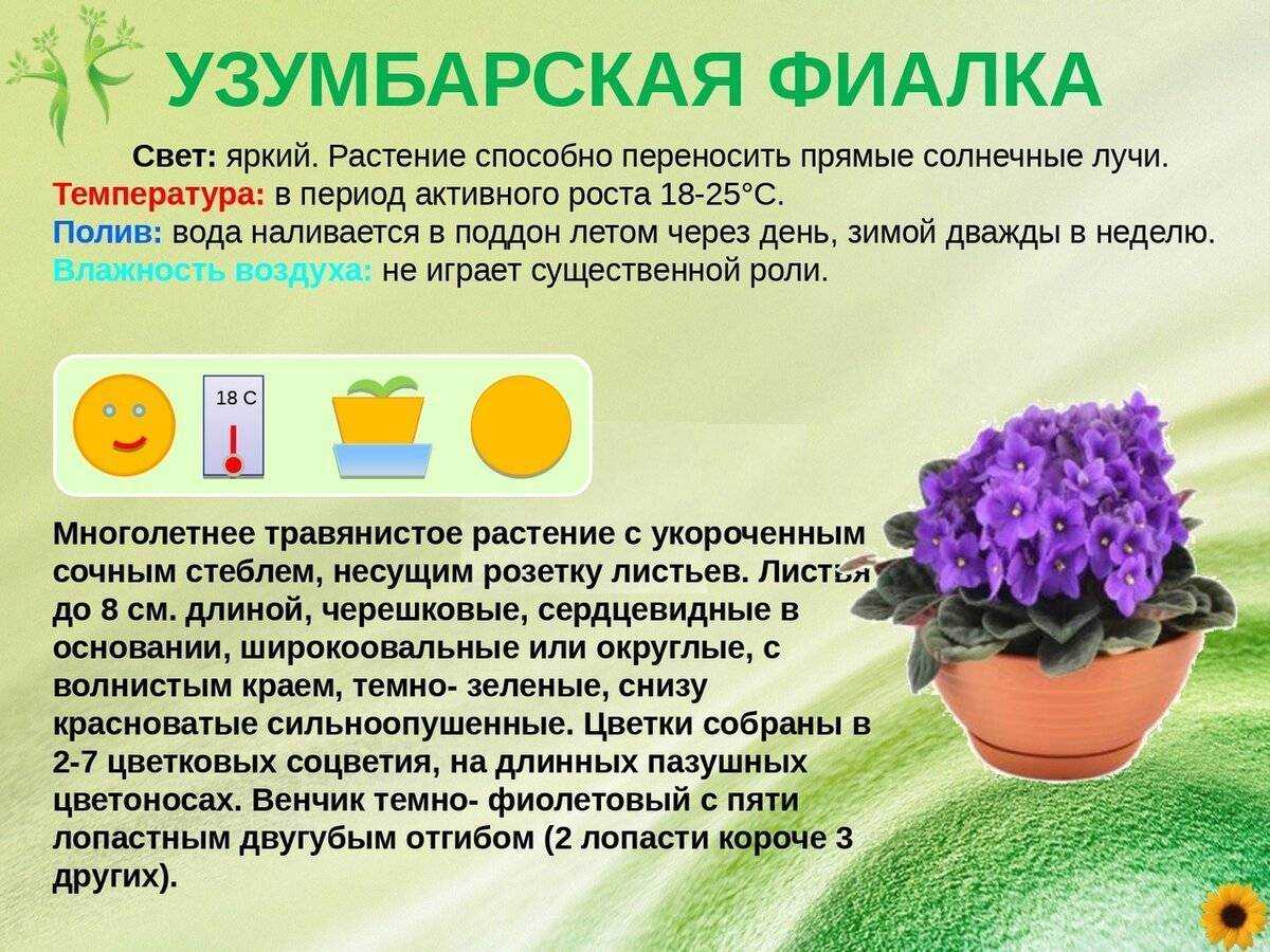 7 рекомендаций по уходу за примулиной в течение года selo.guru — интернет портал о сельском хозяйстве