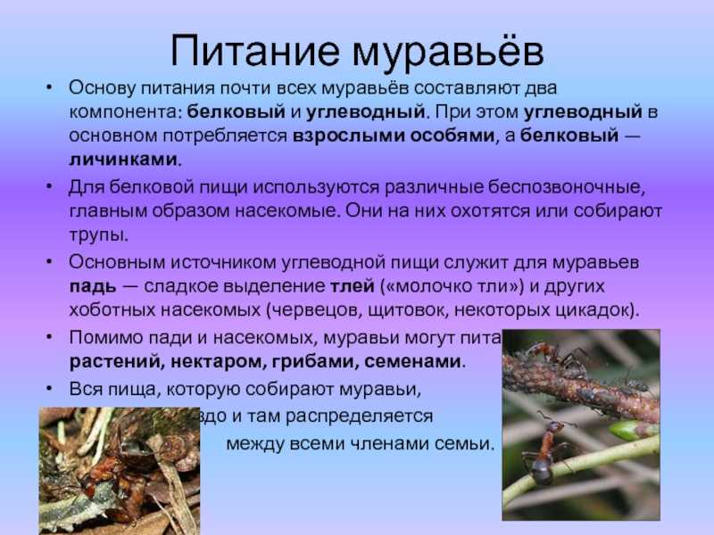 Кто ест муравьев в лесу, поле, лугу, огороде? кто питается муравьями