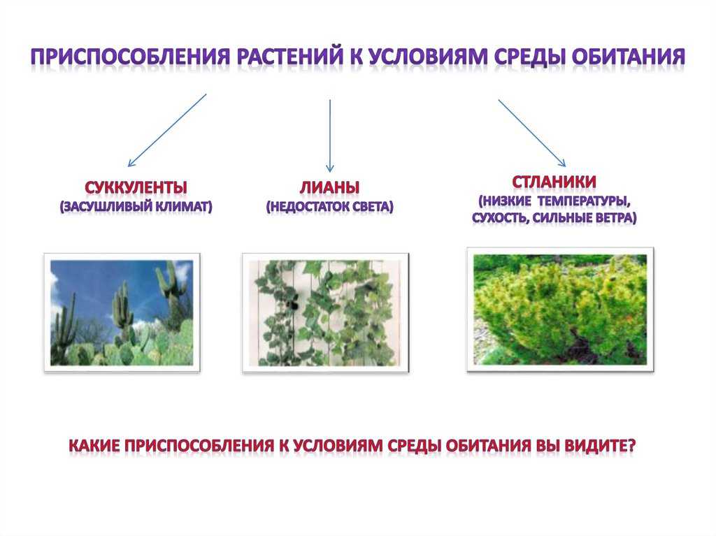 Морозостойкие цветы