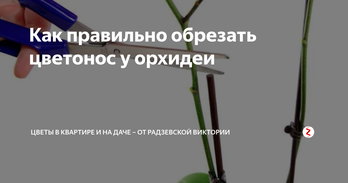 Как омолодить фаленопсис: фото мастер-класс по обрезке орхидеи