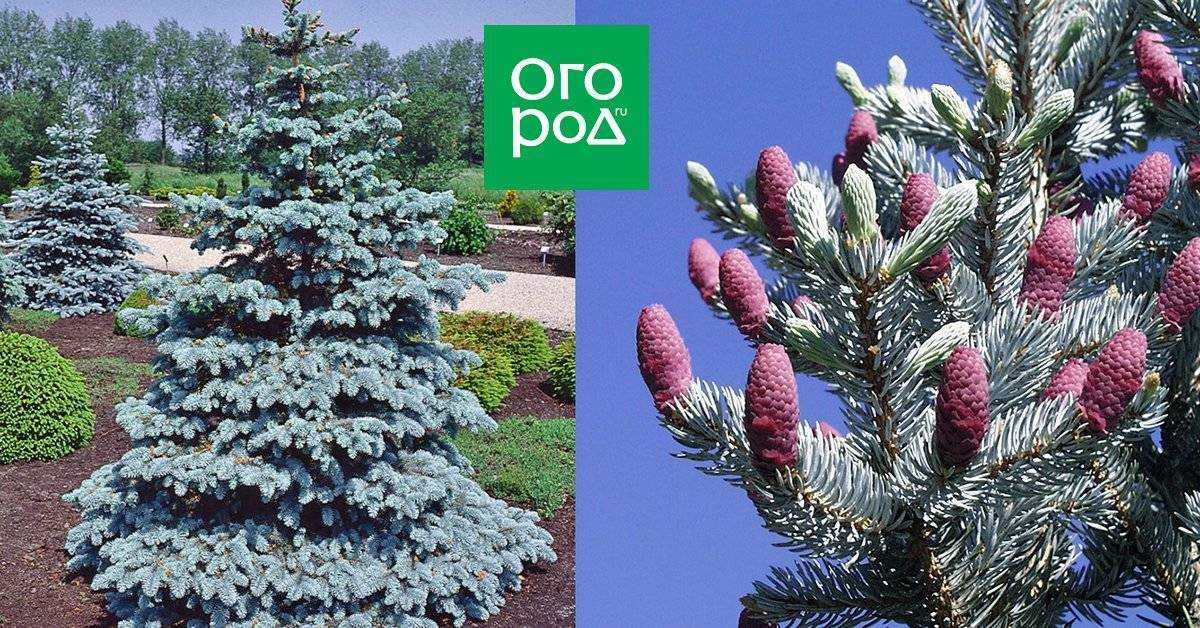 Ель блю даймонд: описание, посадка и уход, ландшафтный дизайн