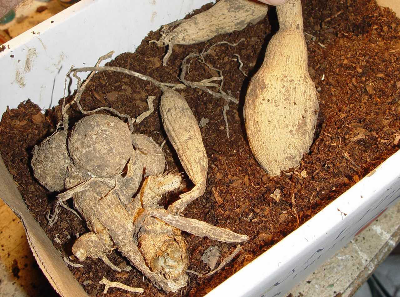 Георгины: подготовка к зиме. мастер-класс с фото на supersadovnik.ru