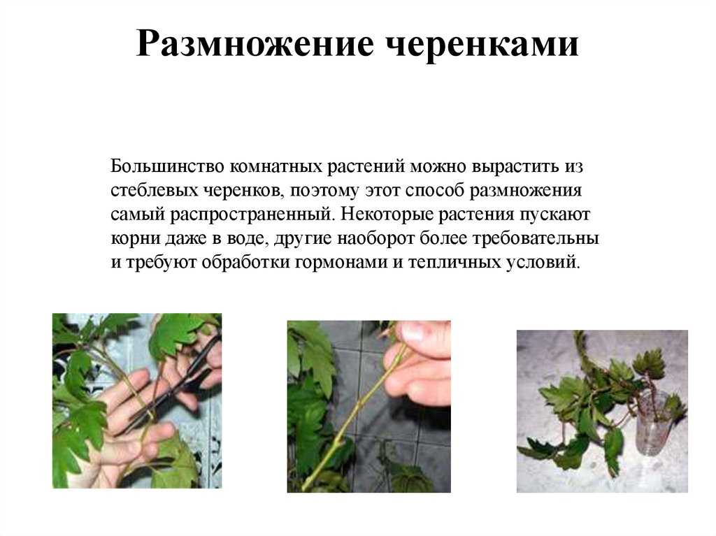 Размножение комнатных азалий