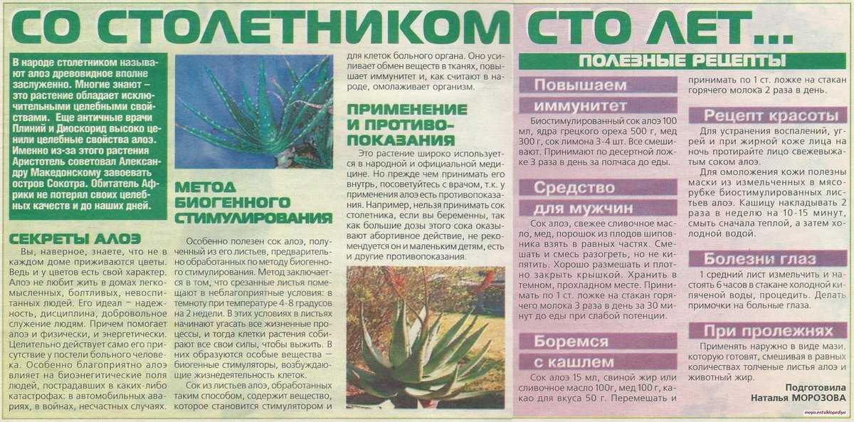 100% о том, как применять алоэ от прыщей в домашних условиях, помогает ли