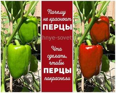Как дозаривать перцы, чтобы они не вяли, а оставались сочными
