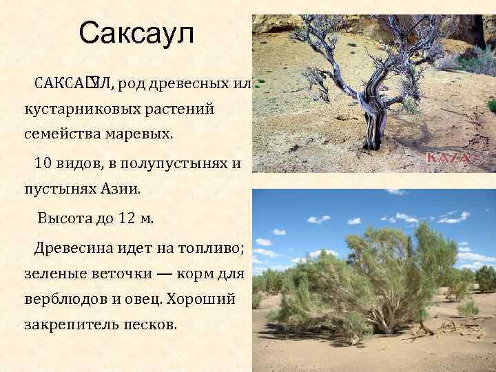 Пустыни и полупустыни азии [1982 фукарек ф., хемпель в., хюбель г., шустер р., сукков м. - растительный мир земли. том 2]
