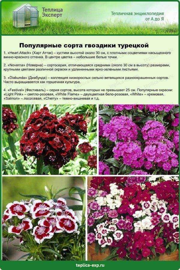 Как вырастить турецкую гвоздику из семян — когда сажать