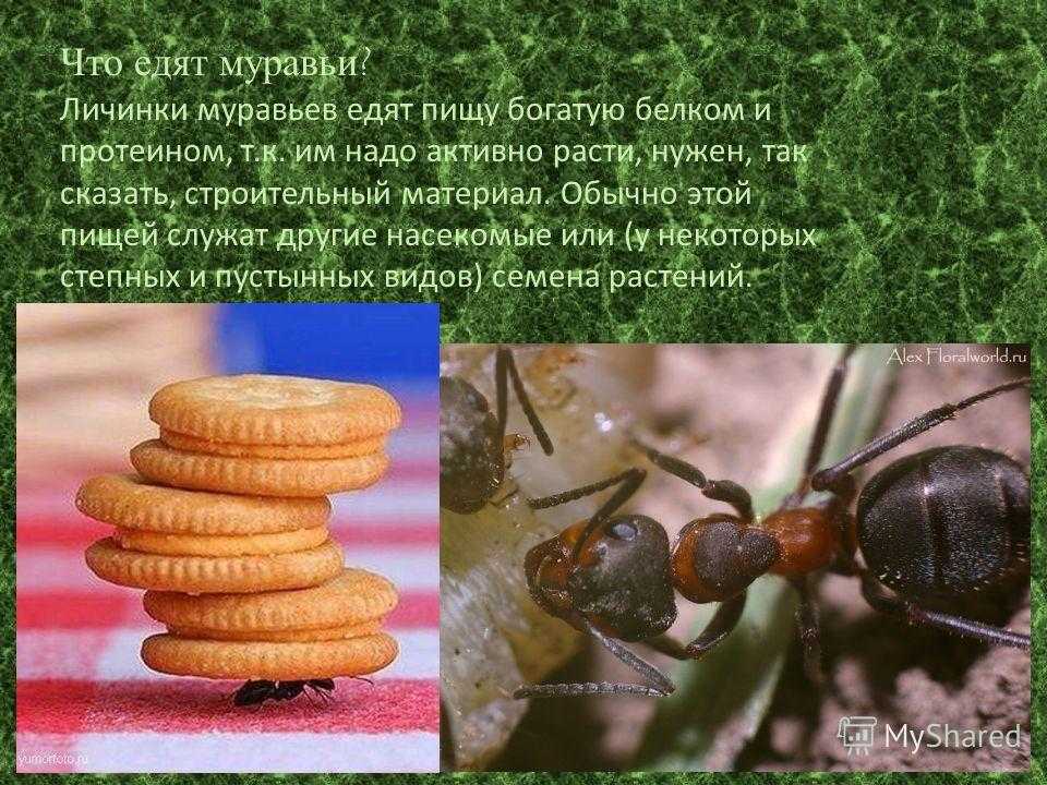 Кто ест муравьев в лесу, поле, лугу, огороде? кто питается муравьями
