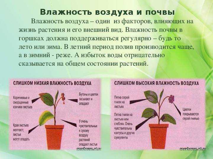 Как и чем удобрять садовые цветы