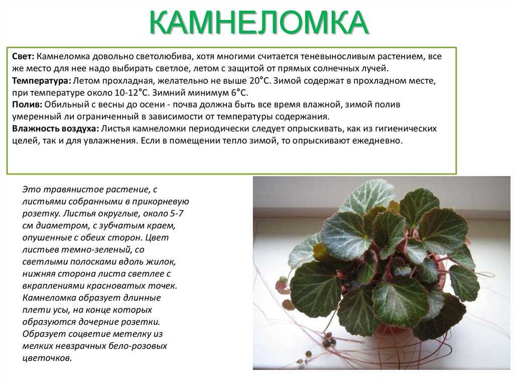 Иван-да-марья: фото с описанием, полезные свойства