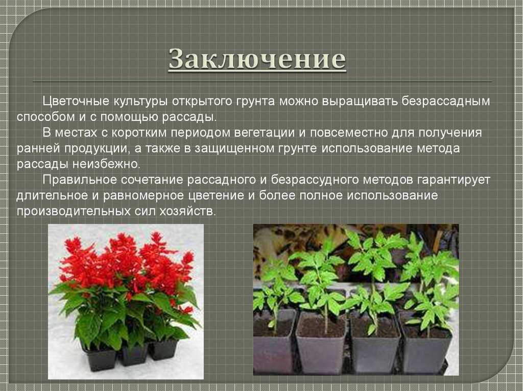 Правила выращивания смитианты и ухода за ней