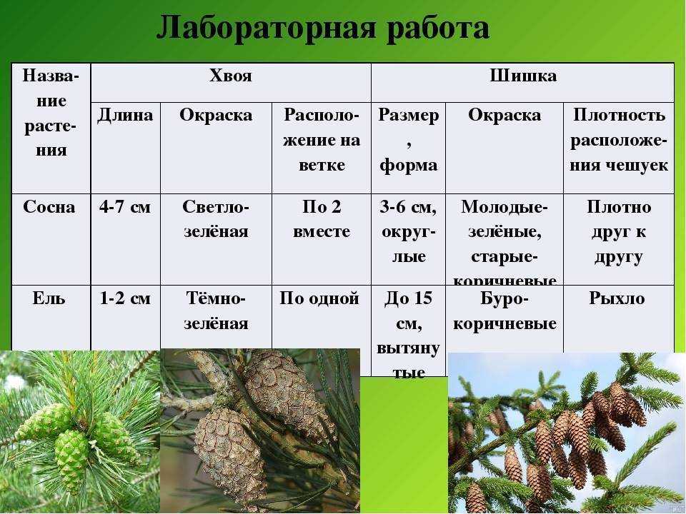 Пеларгония зональная
