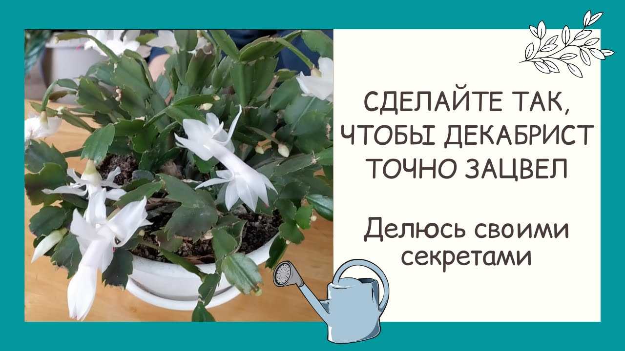 Декабрист — зимняя сказка