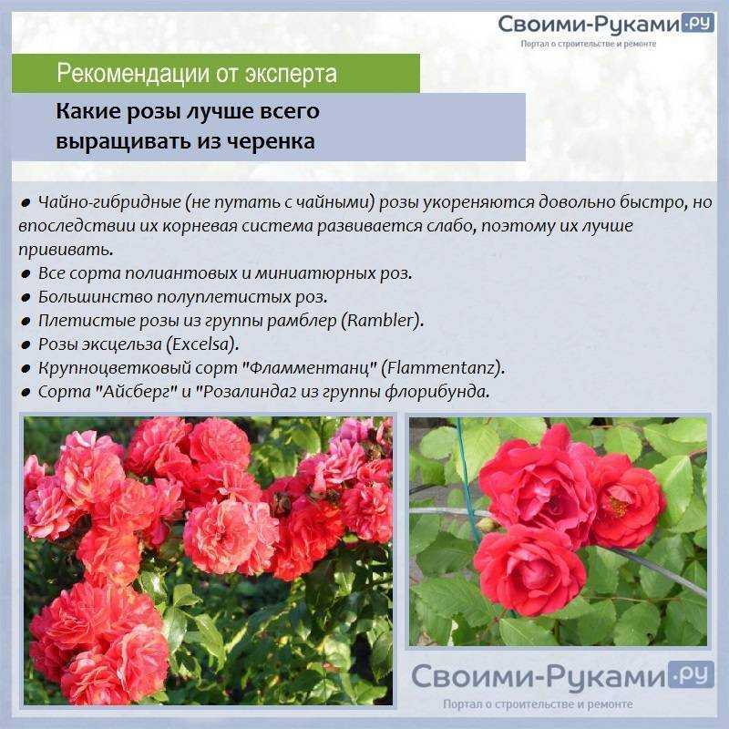 Волшебные красавицы в вашем саду. знакомьтесь, чайно-гибридные розы!