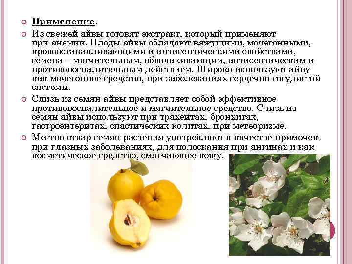 Айва: свойства и польза для здоровья | food and health