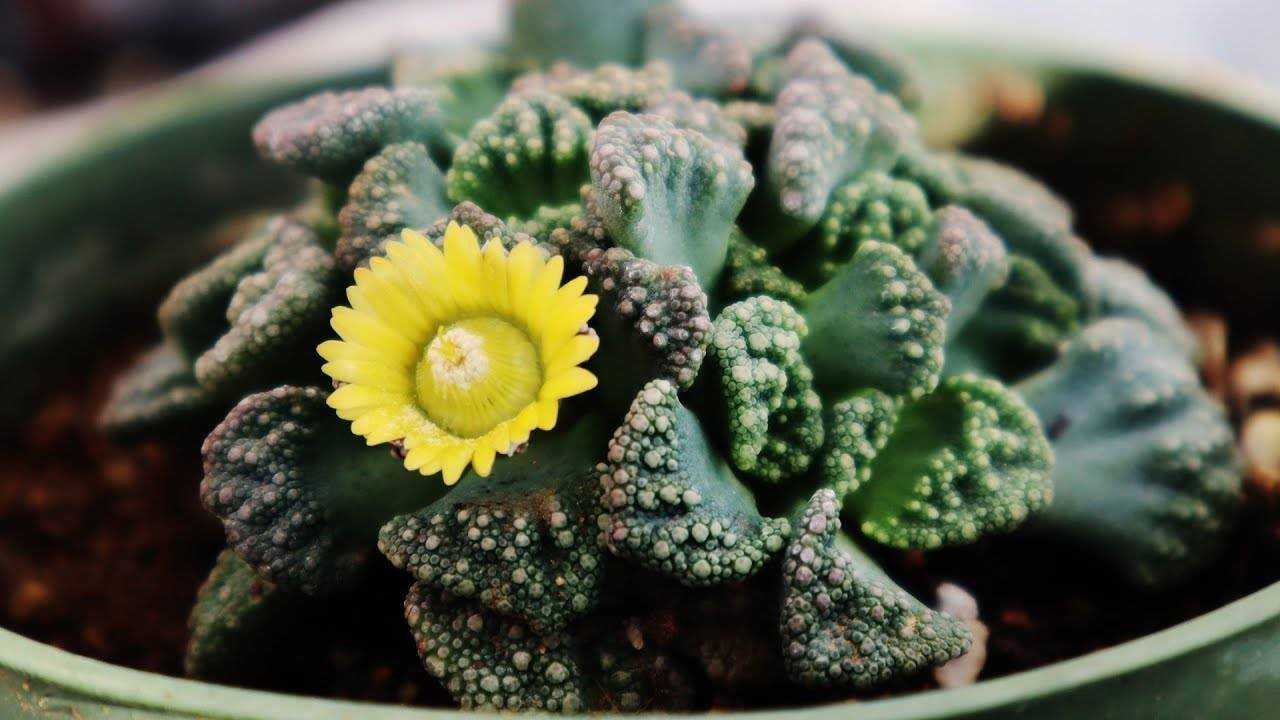 Титанопсис (titanopsis): описание рода, как ухаживать, виды
