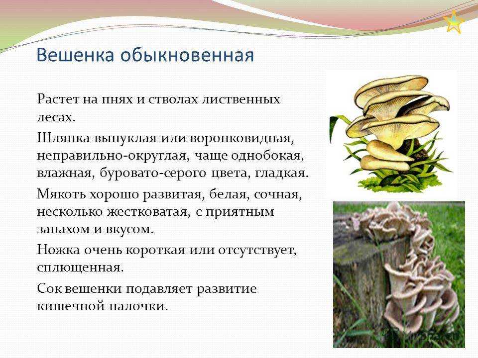 Выращиваем вешенки – можно ли получить урожай не из мицелия, а просто порезав гриб на кусочки?
