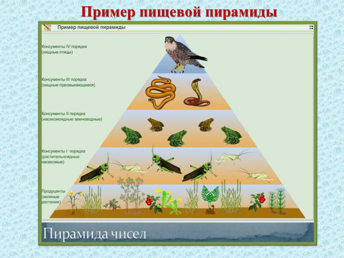 Тля чем питается. тля.  как бороться со злейшим вредителем